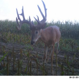 big river buck died young from ehd (estimated 215 at 3.5 years old)