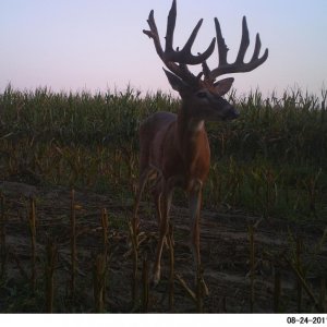 big river buck died young from ehd.  (estimated 215 at 3.5 years old)