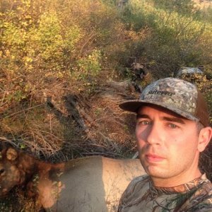 First Archery Elk