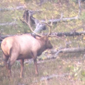 Nice bull from scouting