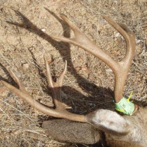 2015 California 4 x 4 Blacktail.