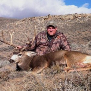 Mule Deer (Colorado 2010)