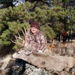 Mule Deer (Montana 2006)