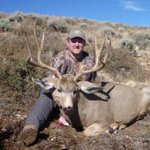 Mule Deer (Wyoming 2011)