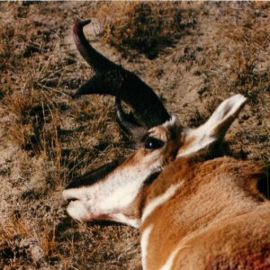 Antelope (Wyoming 1992)