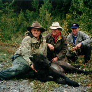 Wolf (British Columbia 1995)