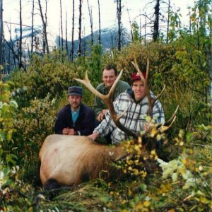 Rocky Mountain Elk (British Columbia 1995)