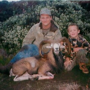 Mouflon Sheep (Big Island Hawaii 1996)