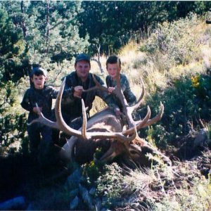 Rocky Mountain Elk (New Mexico 1998)