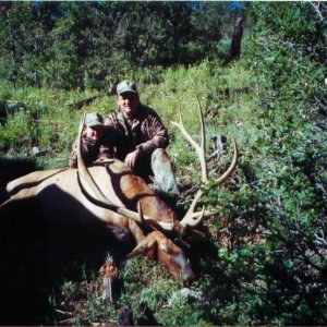Rocky Mountain Elk (New Mexico 2000)