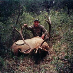 Rocky Mountain Elk (New Mexico 2001)
