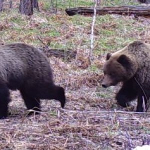 baikal brown bears