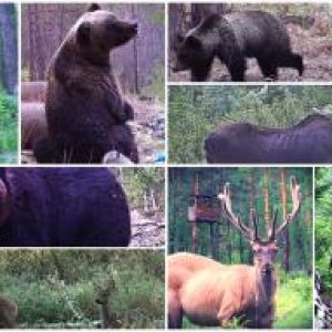Baikal wild animals