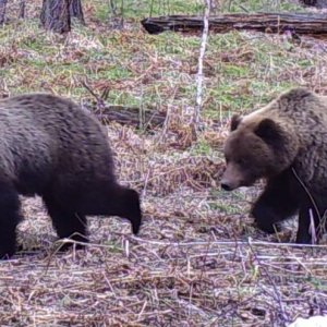 Baikal Brown bears
