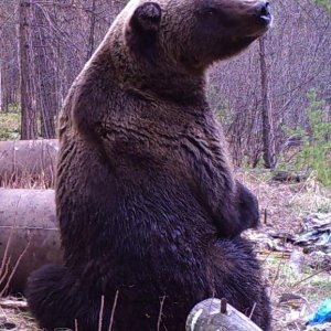 Baikal Brown bear 2