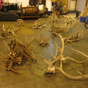 2 26 50%elk shed