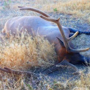 2016elk