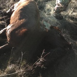 2015 11 17 20.20.48

Tough hunt