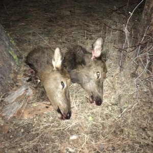 2015 11 17 21.48.24

Our two cows