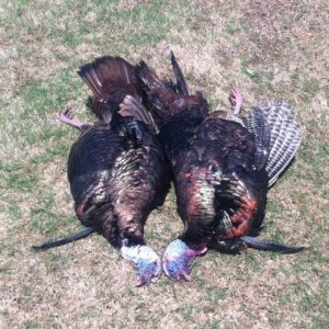 2015 Spring Turkey