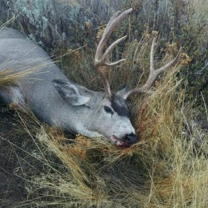 Buck pic 2