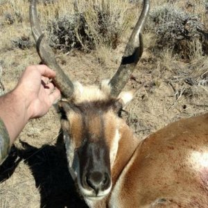 antelope 2016
