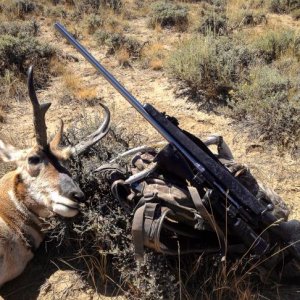 2016 Pronghorn