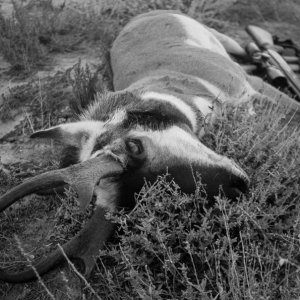 Nephew's pronghorn