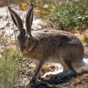 Jack Rabbit
