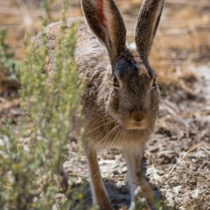 Doe Jackalope