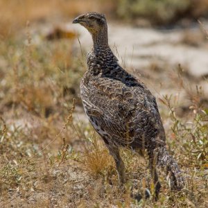 Prairie Chicken
