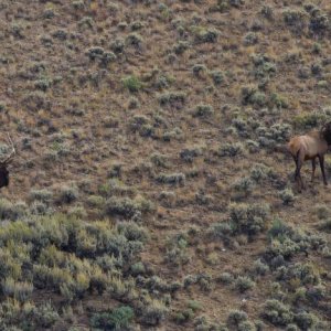 Spotted some bulls during an antelope hunt