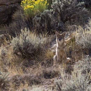 A very lucky dog, spotted him on the side of the road, while my bow was in the case in the bed of the truck.