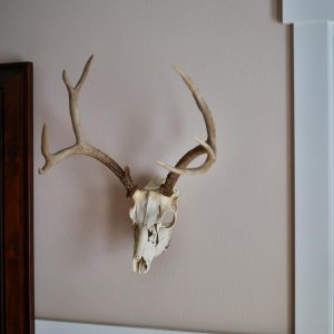 My first 4 point muley