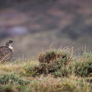 Sage hens
