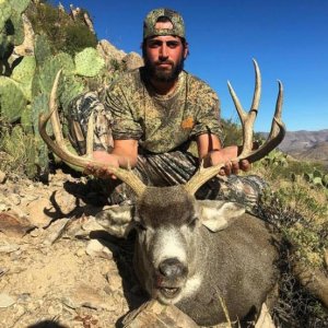 AZ Deer