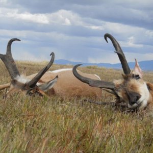 DSCN1056 (800x600) 2017 Wyoming bucks.