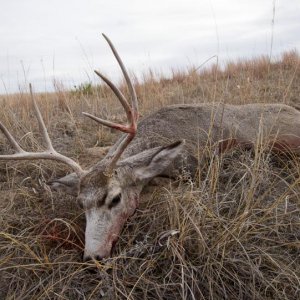 2016, first Mule Deer