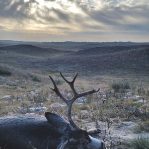 2017 Mule Deer