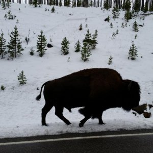 bison snow