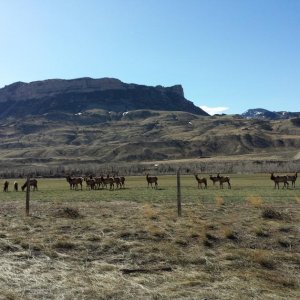 elk