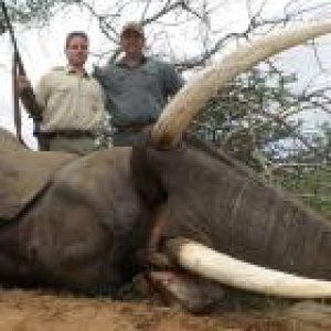 Elephant