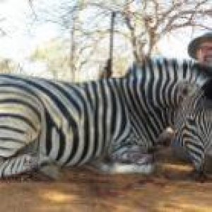 Zebra