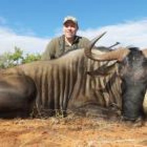 Blue wildebeest