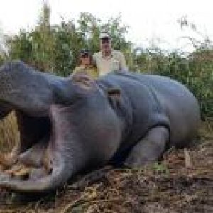 Hippo