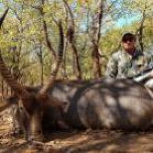 Waterbuck