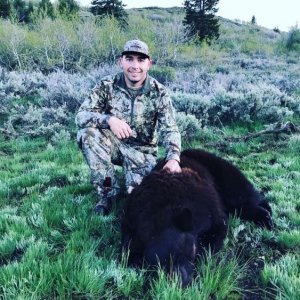 2017 idaho bear