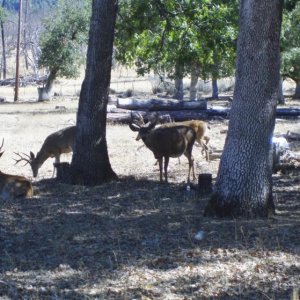 Bachelor herd of small bucks waiting for Ms. Right.  9/15/2018