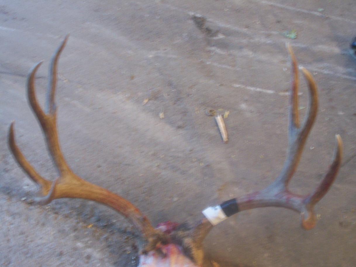 07' Mule Deer