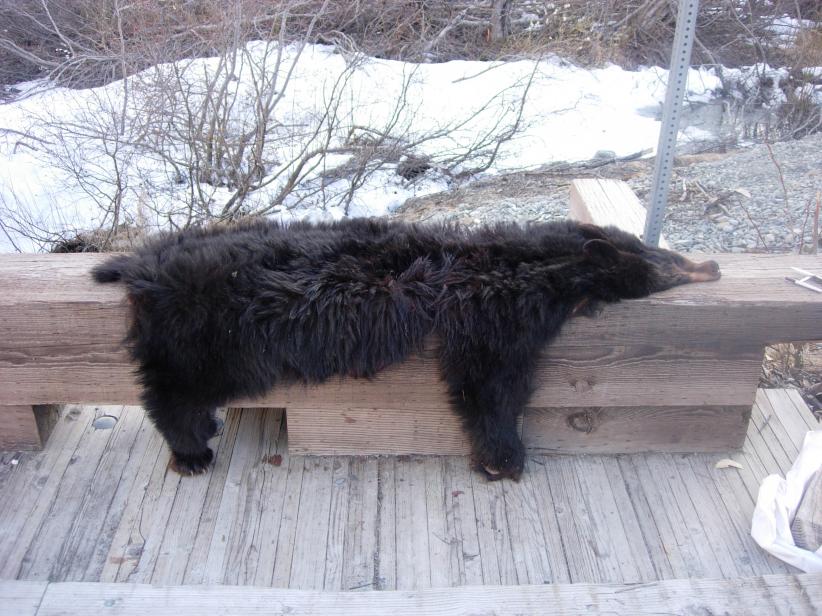 08 Bear.